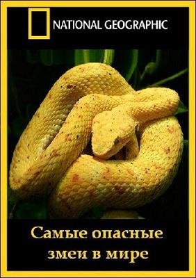 National Geographic: Самые опасные змеи в мире (2010) смотреть онлайн hd National Geographic: Самые опасные змеи в мире (2010) смотреть онлайн hd