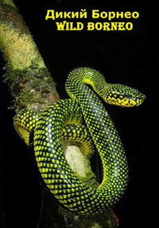 Дикий Борнео (1998)